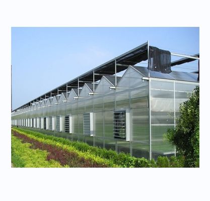 Stevig en groot kas Landbouw Polycarbonaat met gegalvaniseerd stalen frame