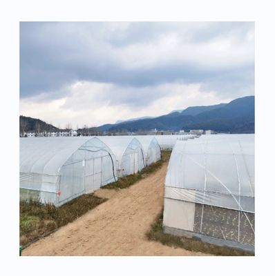 6m-10m breed gegalvaniseerd stalen frame Single Span PE film kas voor tomaten