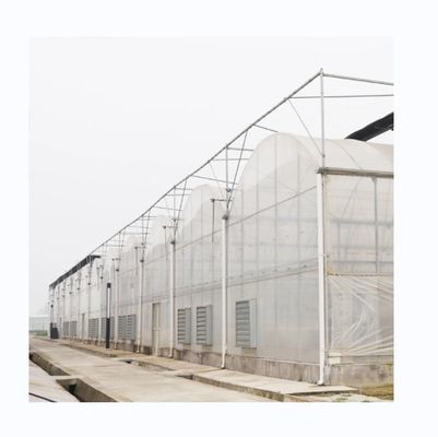 8m Span Breedte Multi Span Landbouwgreenhouses Voor veelzijdige landbouwoplossingen