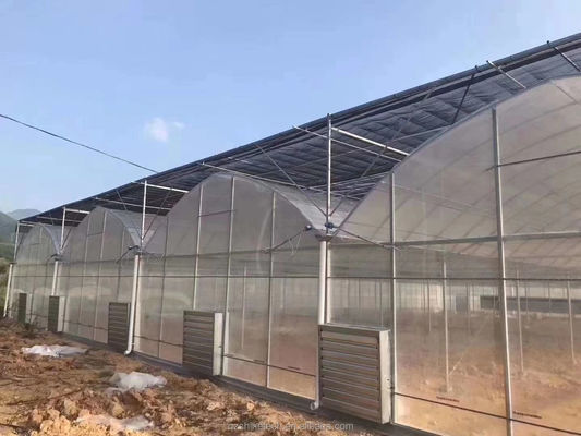 4.0-8.0M Hoogte Landbouw Multi Span Plastic Film Greenhouse For Tomato Turnkey Project