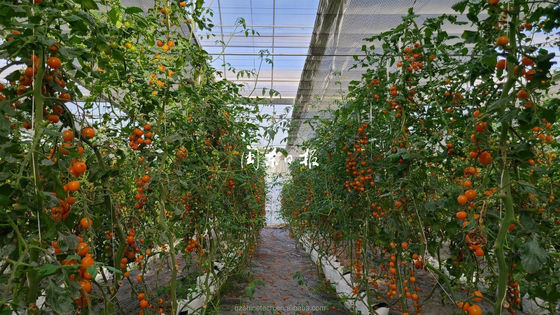 Commerciële landbouwhuis met hydroponisch systeem en 8 mm PC-plaatbedekking