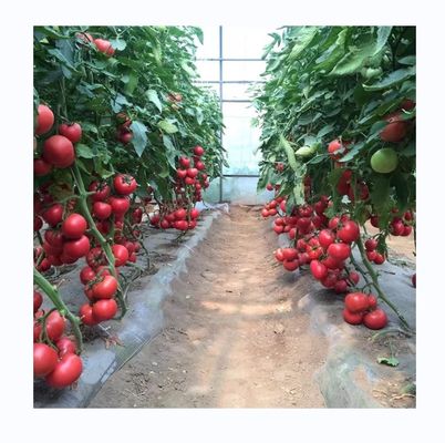 Kleine hoge tunnel film kas voor de teelt van tomaten 6m-10m breedte
