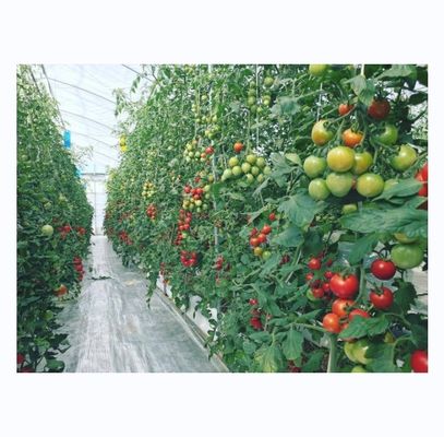 Tomatenhydroponische landbouwkasten voor een verhoogde opbrengst in een enkelvoudig ontwerp
