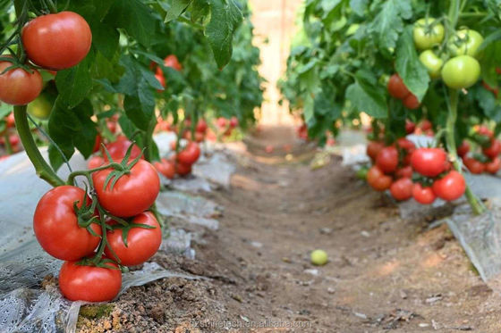 150/200micro Film High Tunnel Landbouwgreenhouse voor de hydroponische teelt van tomaten