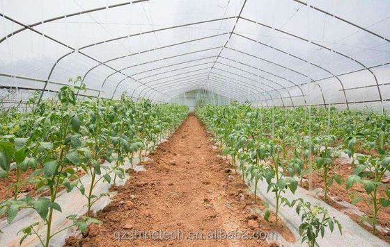 150/200micro Filmbedekte tunnelkas voor hydroponische tomatenverbouwing
