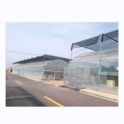 4.0-8.0M Hoogte Landbouw Multi Span Film Kas met super sterke weerstand