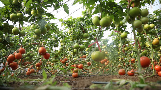 Met film bedekte landbouwkasten voor de hydroponische teelt