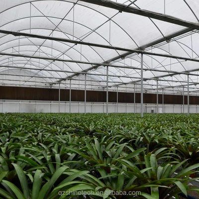 PE Multi-Span kas voor tomatenverbouwing en landbouw in tropisch klimaat