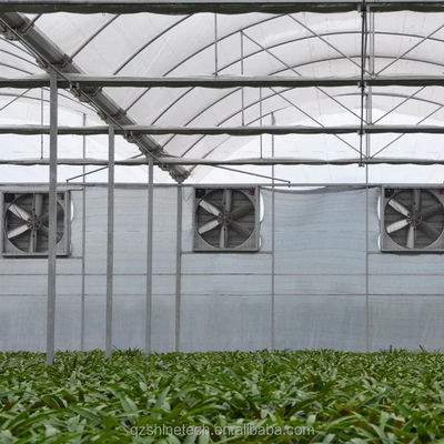 PE Multi-Span kas voor tomatenverbouwing en landbouw in tropisch klimaat