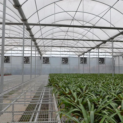 PE Multi-Span kas voor tomatenverbouwing en landbouw in tropisch klimaat