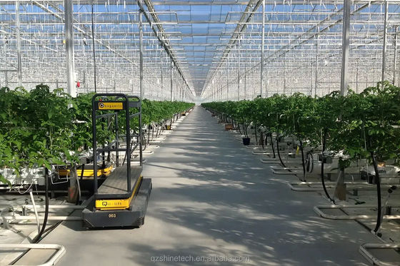 Grote Landbouw Intelligente Holland Serre Glas voor Tomaten Komkommer Salad