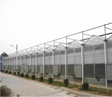 Tomaten verbouwen Landbouw Kasten Fabrikanten in Venlo stijl met PC plaat dekking