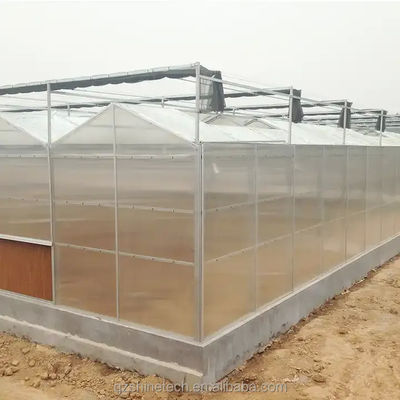 Tomaten verbouwen Landbouw Kasten Fabrikanten in Venlo stijl met PC plaat dekking