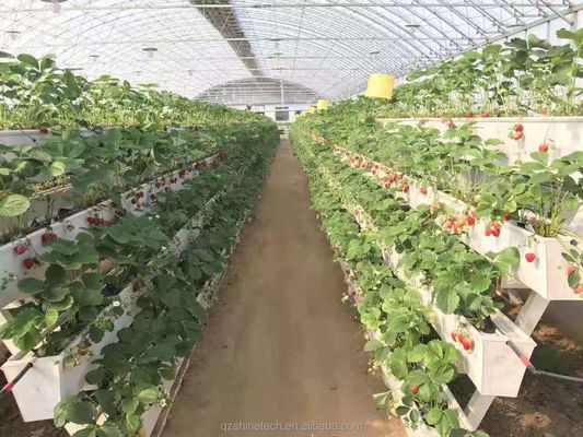 Voorwaarde PVC-U-waterpijp voor aardbeienrieten in hydroponisch systeem