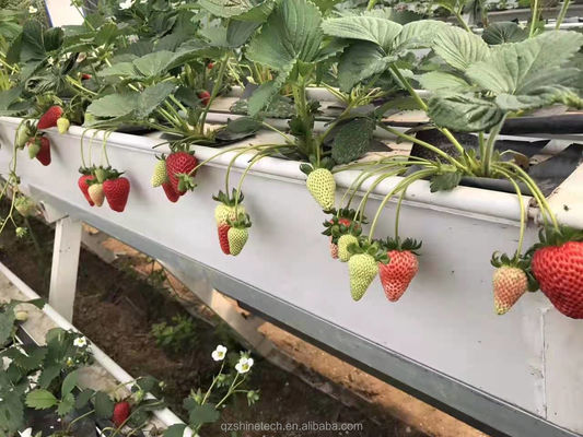 Voorwaarde PVC-U-waterpijp voor aardbeienrieten in hydroponisch systeem