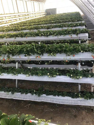 Gegalvaniseerde staalbuis Winterkas voor hydroponisch kweekstelsel met filmbedekking