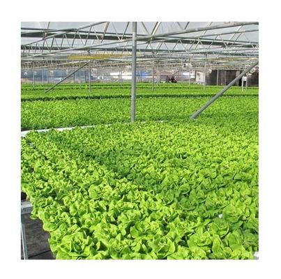 Video Uitgaande inspectie Hydroponische kas voor de productie van groente