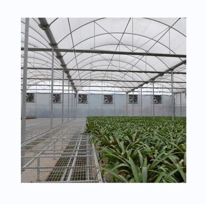 Multi Span Poly Film Greenhouse voor de landbouw Optioneel koelsysteem en irrigatiesysteem