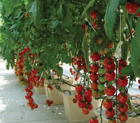 30*25*23cm Dutch Bucket Complete Hydroponic Growing System Voor Tomaten Komkommer Peper