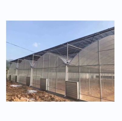 8 m breedte poly-tunnel kas voor de teelt van hoge opbrengst tomaten
