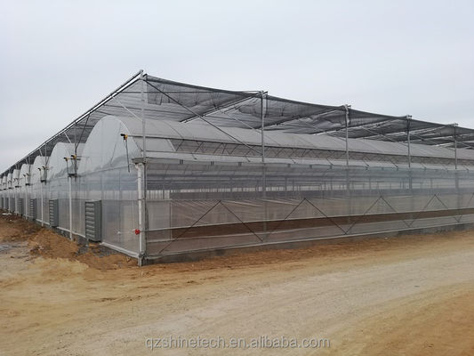8 m breedte poly-tunnel kas voor de teelt van hoge opbrengst tomaten