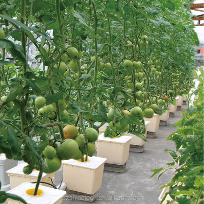 8 m breedte poly-tunnel kas voor de teelt van hoge opbrengst tomaten
