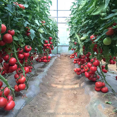 8 m breedte poly-tunnel kas voor de teelt van hoge opbrengst tomaten