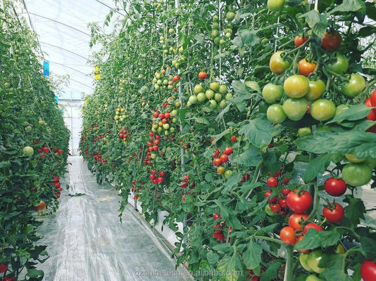 8 m breedte poly-tunnel kas voor de teelt van hoge opbrengst tomaten