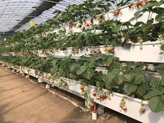 Hydroponische plantengoten voor het kweken van chilipeper, komkommers en aardbeien