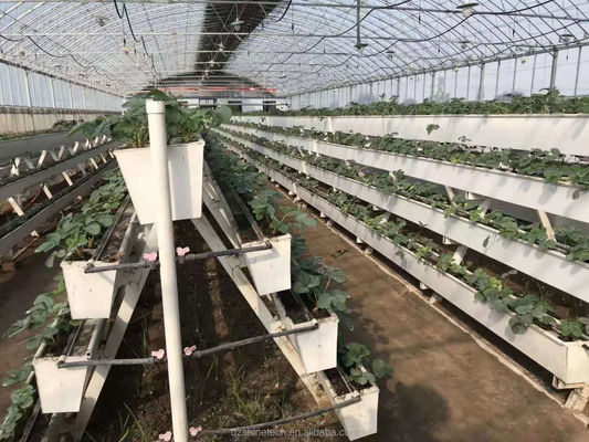 Hydroponische plantengoten voor het kweken van chilipeper, komkommers en aardbeien