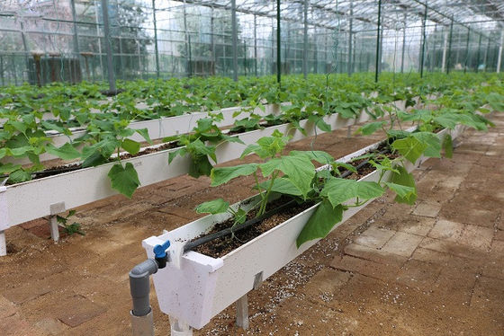 Hydroponische plantengoten voor het kweken van chilipeper, komkommers en aardbeien