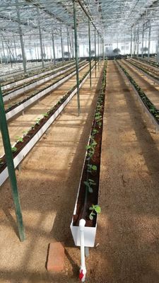 Hydroponische plantengoten voor het kweken van chilipeper, komkommers en aardbeien