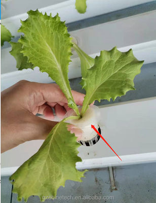 Video-inspectie 100 * 50 mm PVC-plantgroef voor aangepaste NFT-hydroponics