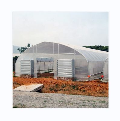 Dak- en zijdeventilatie Single Span Film Greenhouse voor tomatenkwekerij
