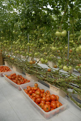 Shine Tech Groentehuis Sleutelklaaroplossing voor Hydroponics van Landbouw Tomaten