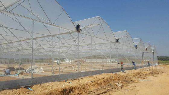 Grote zaagtand kas Scheertechnisch Poly Tunnel Tropische kas met ventilatie