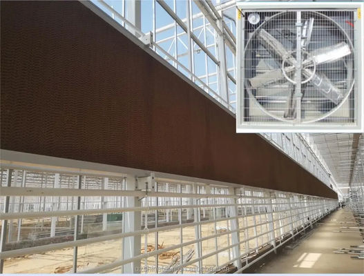 Grote luchtstroom uitlaatventilator voor het ventilatiesysteem van de kas voor pluimveehouderijen 60 kg